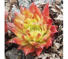 Sempervivum FEUERSTEIN