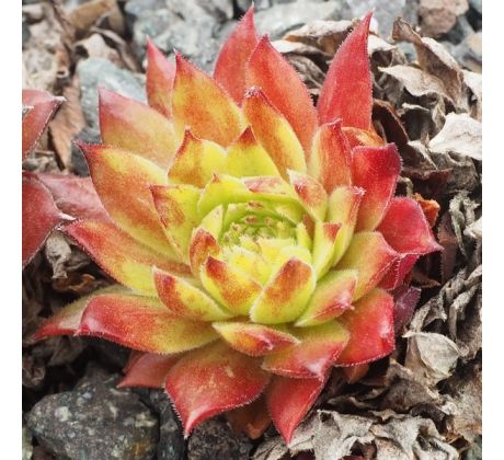 Sempervivum FEUERSTEIN