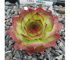 Sempervivum MARA