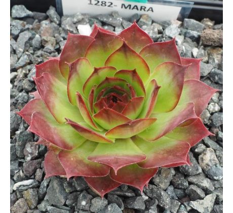 Sempervivum MARA