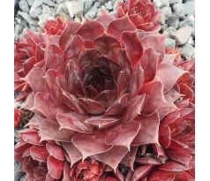 Sempervivum FLAMING HEART