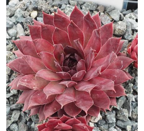 Sempervivum FLAMINGO