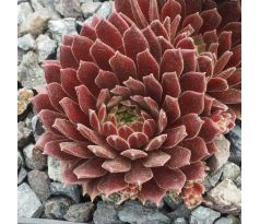 Sempervivum FROMIKA