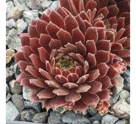 Sempervivum FROMIKA