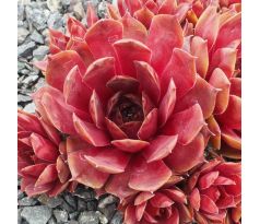 Sempervivum GALAHAD