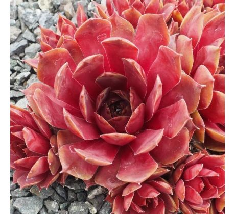 Sempervivum GALAHAD