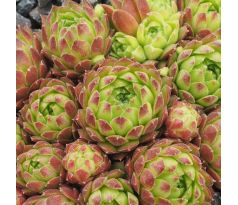 Sempervivum GALAXIS