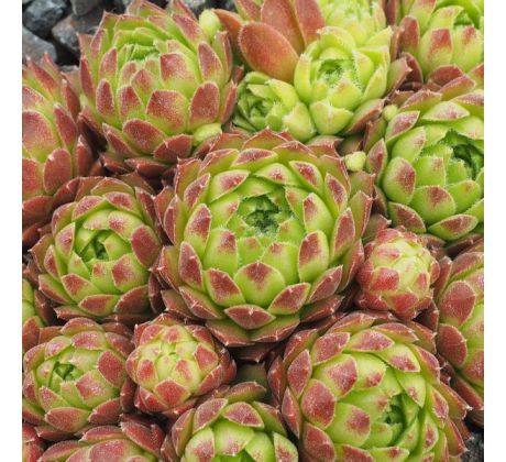 Sempervivum GALAXIS