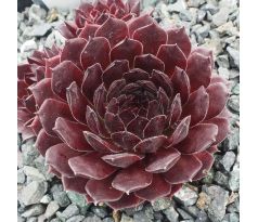 Sempervivum GALIENA