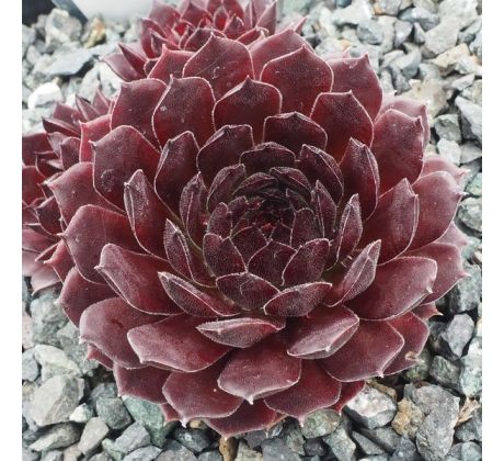 Sempervivum GALIENA