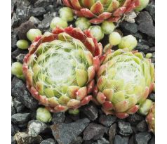 Sempervivum GLACIER