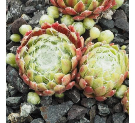 Sempervivum GLACIER