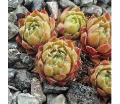 Sempervivum GLOWING EMBERS