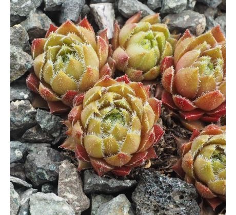 Sempervivum GLOWING EMBERS