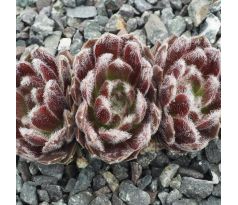 Sempervivum MEIGRET