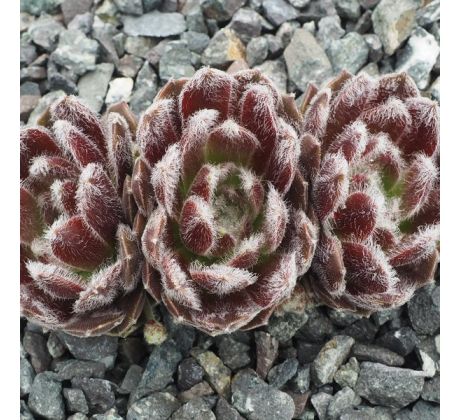 Sempervivum MEIGRET