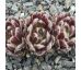 Sempervivum MEIGRET