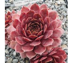 Sempervivum GRAUPURPUR