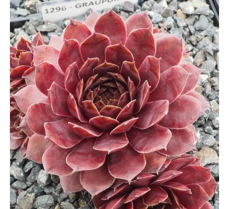 Sempervivum GRAUPURPUR