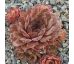 Sempervivum GREY VELVET