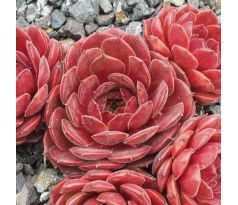 Sempervivum HACCOMBE RUBY