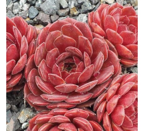 Sempervivum HACCOMBE RUBY