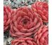 Sempervivum HACCOMBE RUBY