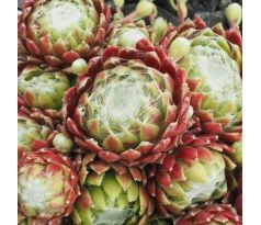 Sempervivum HAPPY BIRTHDAY