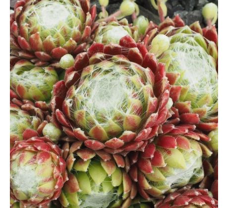 Sempervivum HAPPY BIRTHDAY