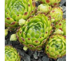 Sempervivum HAVENDIJKS DIAMANT