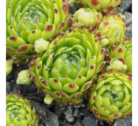 Sempervivum HAVENDIJKS DIAMANT