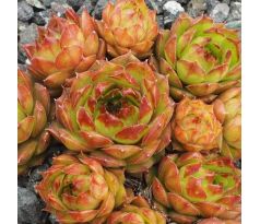 Sempervivum HAVENDIJKS MILLENIUM