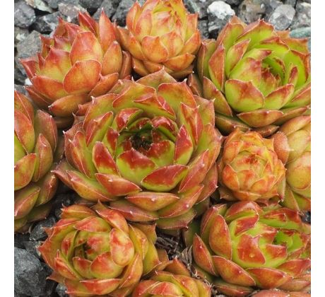 Sempervivum HAVENDIJKS MILLENIUM