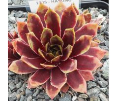 Sempervivum HAYLING