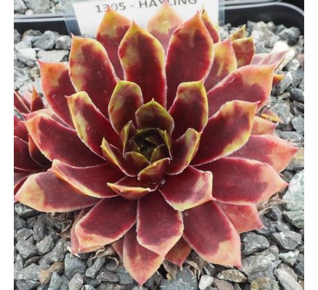 Sempervivum HAYLING