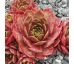 Sempervivum HERRINGER KNAPPE