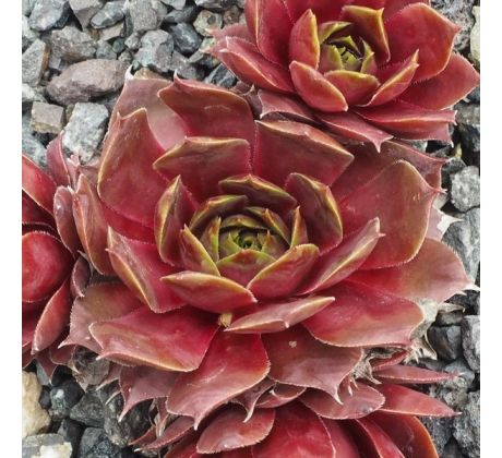 Sempervivum HERRINGER ROSE