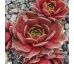 Sempervivum HERRINGER ROSE