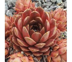 Sempervivum HODI`S OCKER