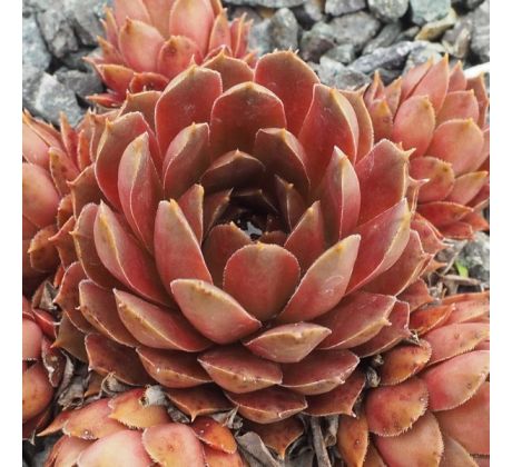 Sempervivum HODI`S OCKER