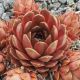 Sempervivum HODI`S OCKER