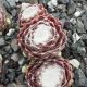 Sempervivum HODI`S SPINNE