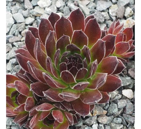 Sempervivum HOSANNA