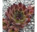 Sempervivum HOSANNA