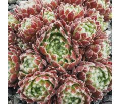 Sempervivum ICICLE