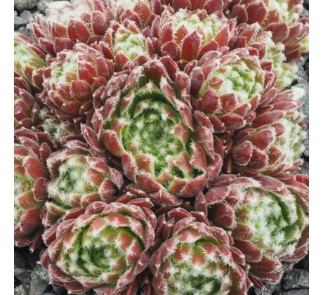 Sempervivum ICICLE