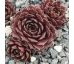 Sempervivum INCA ROUGE