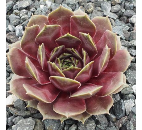 Sempervivum DONNERLÜTTCHEN