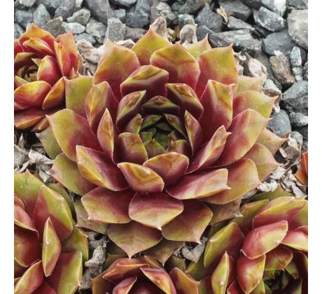 Sempervivum JIEKKE VARRE