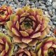 Sempervivum JIEKKE VARRE